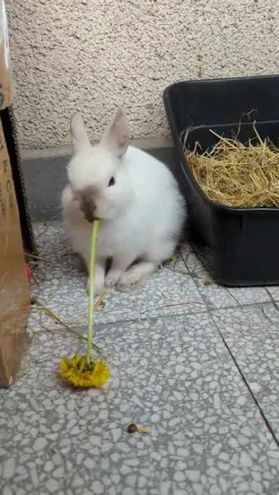 Shiatsu making a huge dandelion dissappear 