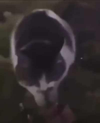 Cuiden a los animales mierda