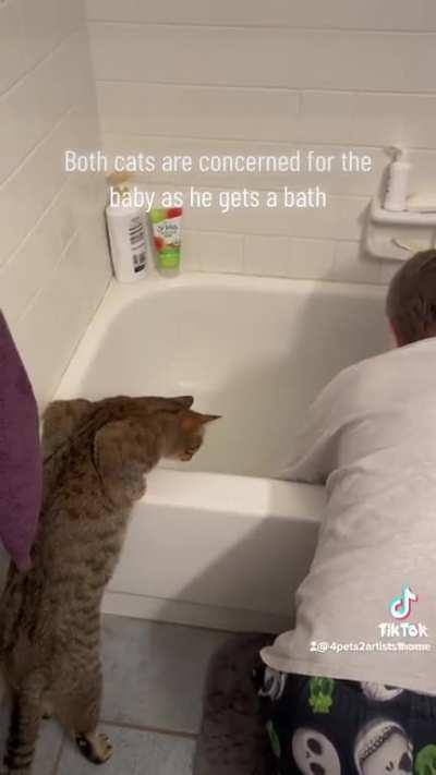 Kitties Worried for Human Kitty