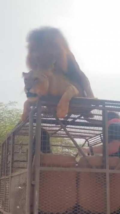 Meanwhile while on safari.....