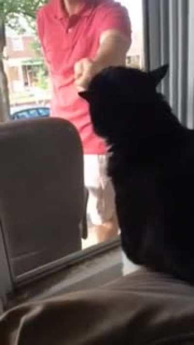 Cat sees his owner with a new dog