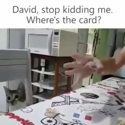 Holly Meow... where's the card... David