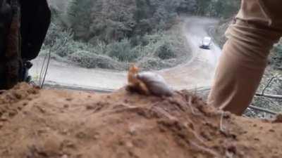 Slow boi watching fast boi