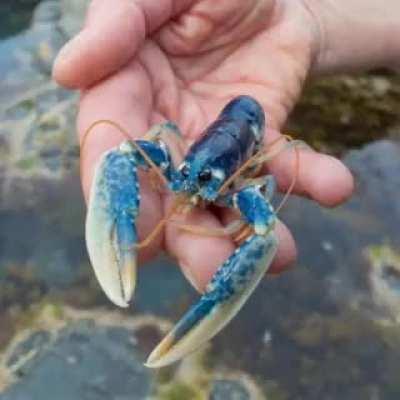 Mini blue lobster