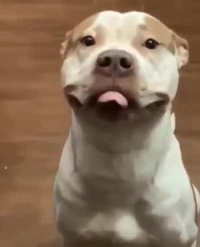 Pup smiles, me smiles