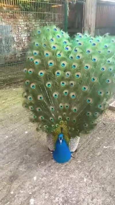 🔥 Peacock Dance Display