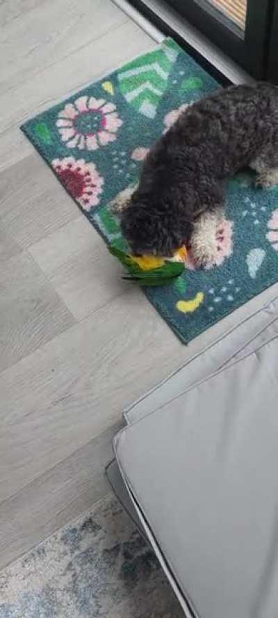 dog eats parrot