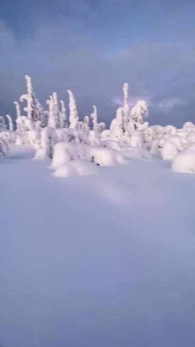 🔥 Snowshoeing in Swedish Lapland