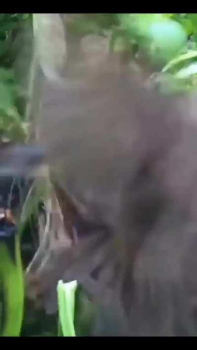 She protect her eggs with her body, and then male arrived on Time.