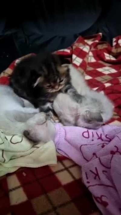 Bonking her brother for hogging bedspace