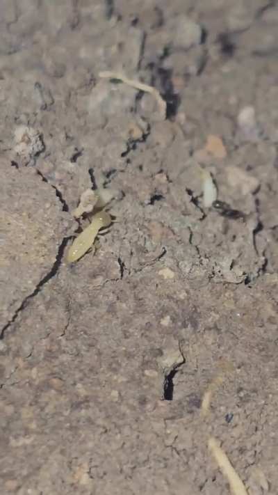 Termites watching their empire collapse in 4K