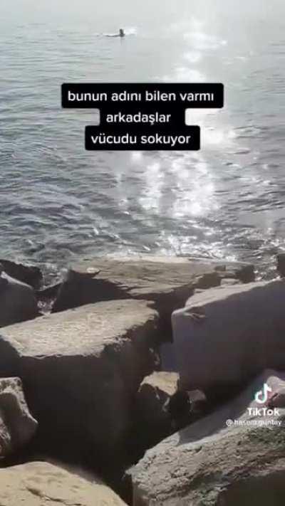 this guy bothering a jellyfish