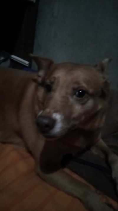 Bom dia humanos