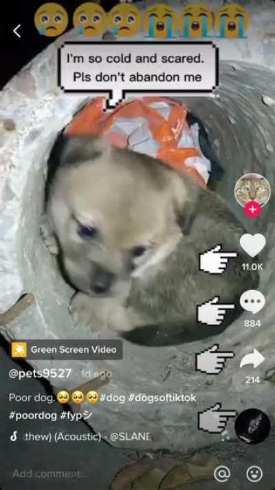 This dog is terrified and being filmed for clout.