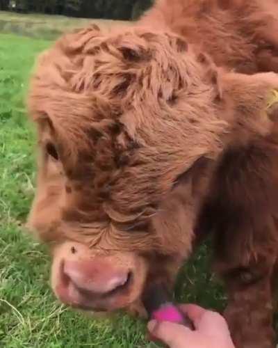 Fluffy Cow ❤️