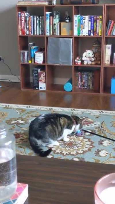 Meet Fred. This is his favorite pastime.