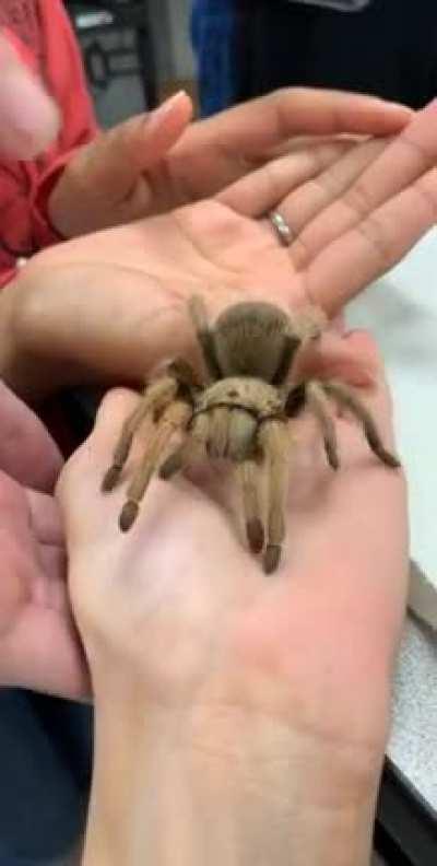 My entomology professor brought her Arizona Blonde to class, I’m in love!