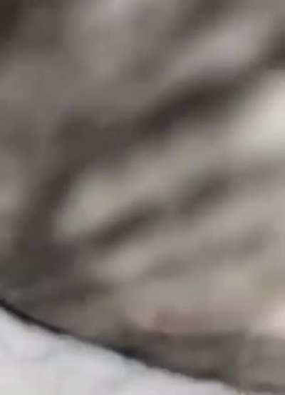 Getting eaten by giant cat POV