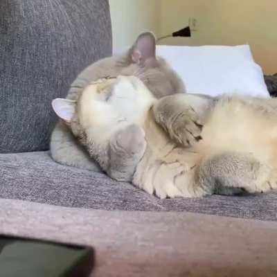 Good morning!Thats so nice video for good mood