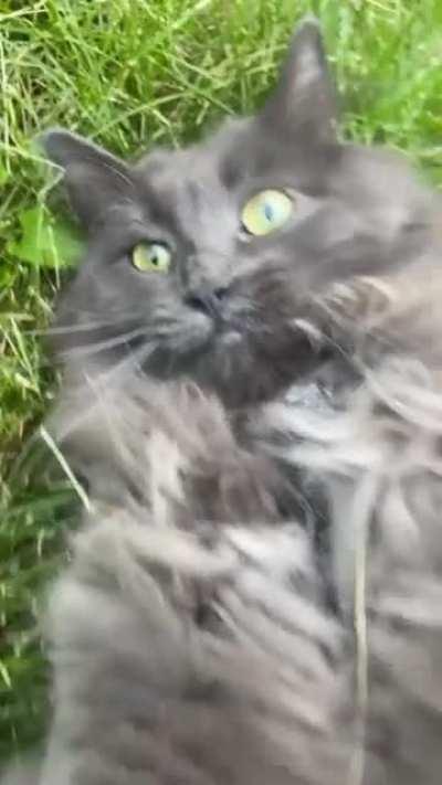 Floof chillin in the grass