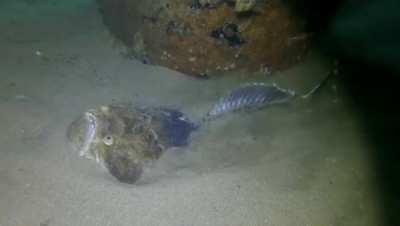 Stargazers bury themselves in the sand using side to side body movements, and afterwards, all that is visible from the surface are their protruding tubular eyes and their teeth. When a fish or other marine creature passes over them, they use their buccal 