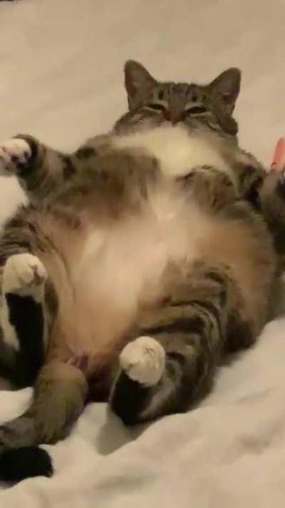 My friend’s cat in her full glory