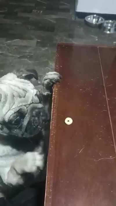 Pug giving it his all for a cheerio