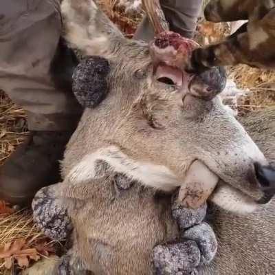 Deer infected by the Papilloma virus, which causes the growth of huge tumors, called Fibroma.