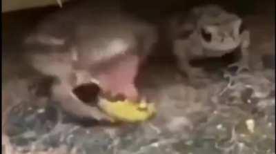 Your last three braincells trying to do something productive