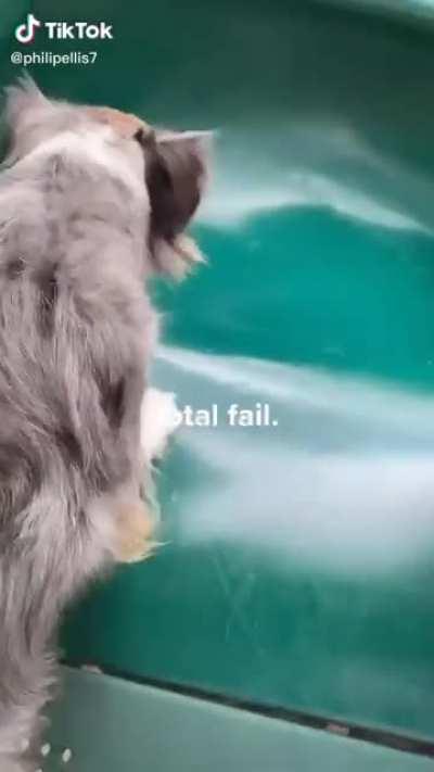 WCGW Helping your dog get on a slide