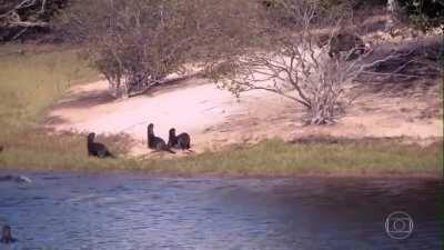Inexperienced young female attempts to predate on a giant otter