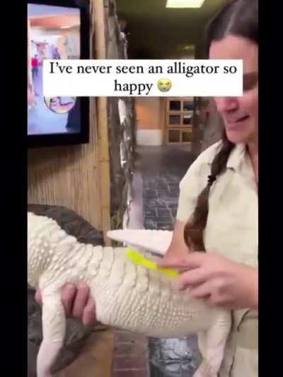 Little Albino Alligator gets a gentle scrub, I love this :)