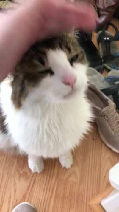 He yells when he’s happy, he yells when he’s sad, he yells when he’s hungry, he yells when he’s mad. For no reason at all (at least that we can tell), our loudmouth cat Hinchcliffe just likes to yell.