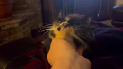 Rocky trades neck scratches for hand licks. 