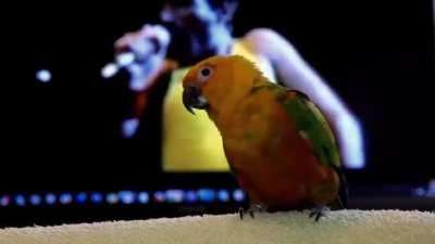 Little buddy feeling the beat