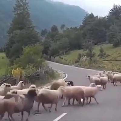 Sheep help people sleep, by any means necessary, voluntarily or not