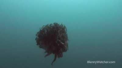 Juvenile striped catfish (Plotosus lineatus) foraging for food off the coast of Indonesia