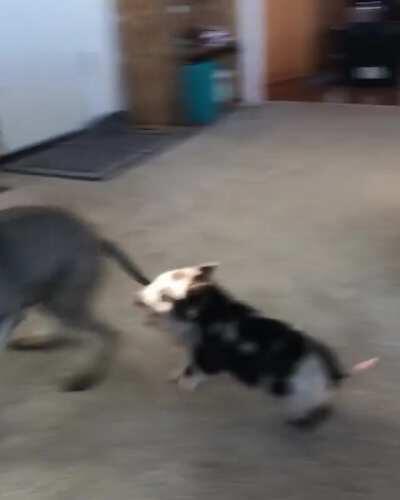 Pig and pup having the best time playing together