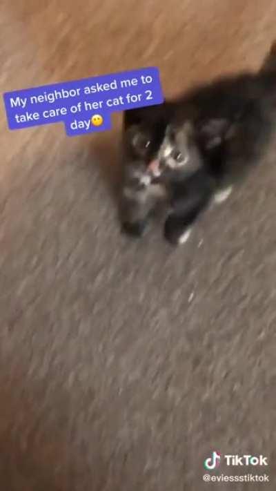 What an adorable little beast!