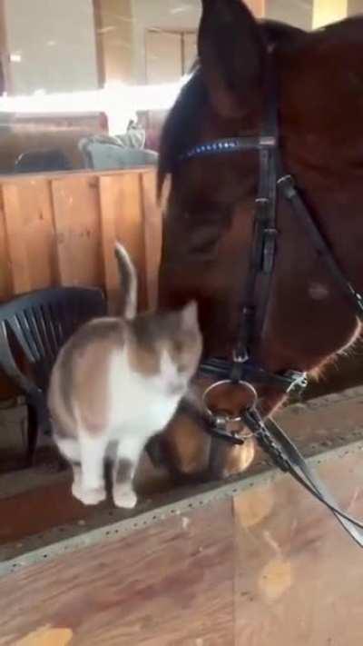 Two best, and unlikely, buds.