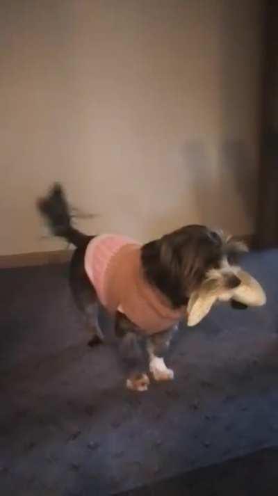 This is Juno! She wanders the house most mornings proudly carrying her bunny.