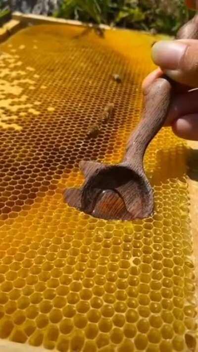 Scooping a ladle full of honey from the honeycomb