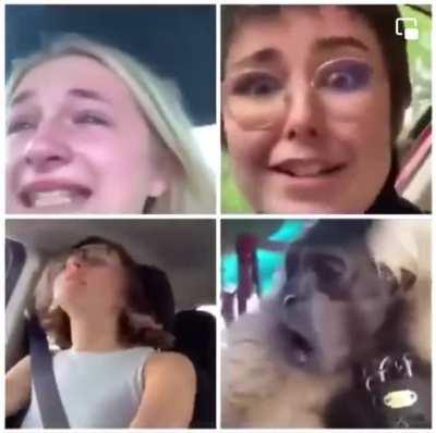 POV: You’re front row just as Music To Walk Home By is starting and three white girls are screaming at one another