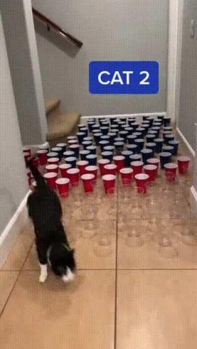 Cats with different personalities.