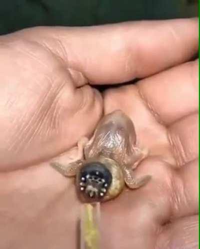 Isn't this a demogorgon??