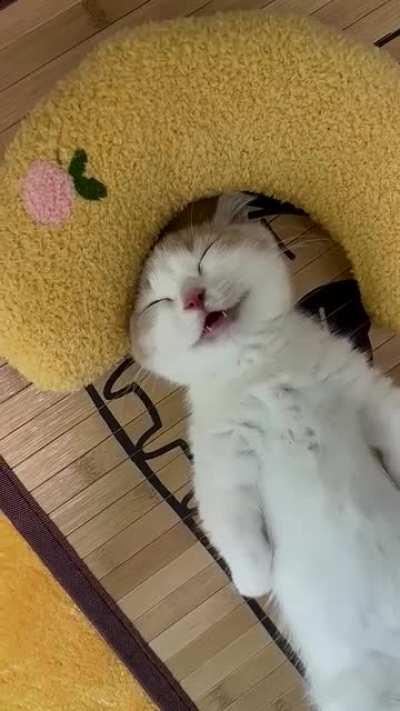 Meeeoowww...(Sound Up)