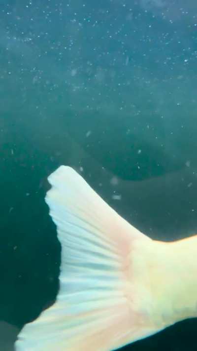 Me: I’ll set my camera up so I can get a video of my fishies. Phoebe: NO OTHER FISHIES ONLY PHOEBE