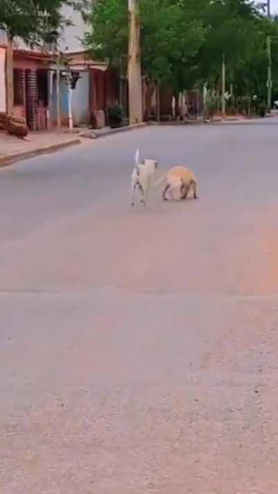 Dog: Damn it, I'm too slow, but I'll still bring something back.