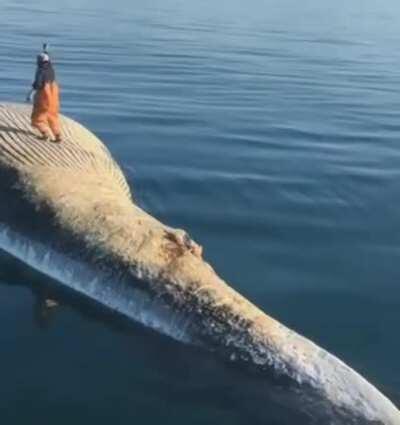 Dancing on a dead whale carcass