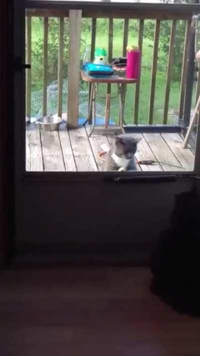 My cat (black). and his morning hellos to Not my cat, outside in Grey.